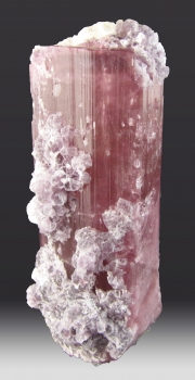 Tourmaline Var. Rubellite w/ Lepidolite from Himalaya Mine, Mesa Grande, San Diego County, California [db_pics/pics/tourm18a.jpg]