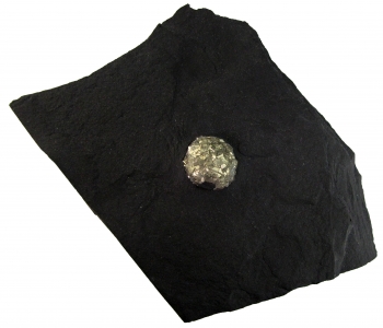 Pyrite in Shale from Pilbara, Western Australia, Australia [db_pics/pics/pyrite1a.jpg]
