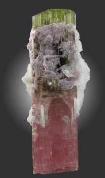 Tourmaline Var. Elbaite w/ Clevelandite and Lepidolite from Himalaya Mine, Mesa Grande, San Diego County, California [db_pics/pics/tourm16a.jpg]