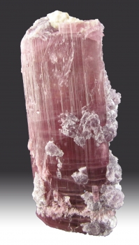 Tourmaline Var. Rubellite w/ Lepidolite from Himalaya Mine, Mesa Grande, San Diego County, California [db_pics/pics/tourm18b.jpg]
